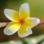 Monoi-öljy hiustenhoidossa - upea ja hyväntuoksuinen tulokas Tahitilta