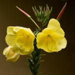 Esikkoöljy - keltaisten kukkien lumoava voima