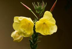 Esikkoöljy - keltaisten kukkien lumoava voima