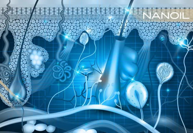 Hiusten Anatomia Osa 1 Sis inen Ihonalainen Hiusrakenne Blog 